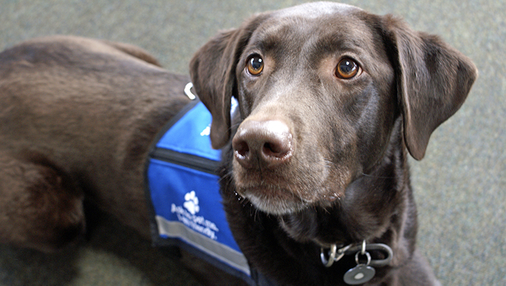 Service Animals on Campus