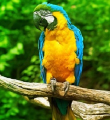 Parrot in the wild