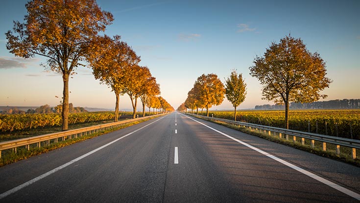 A road lined by trees