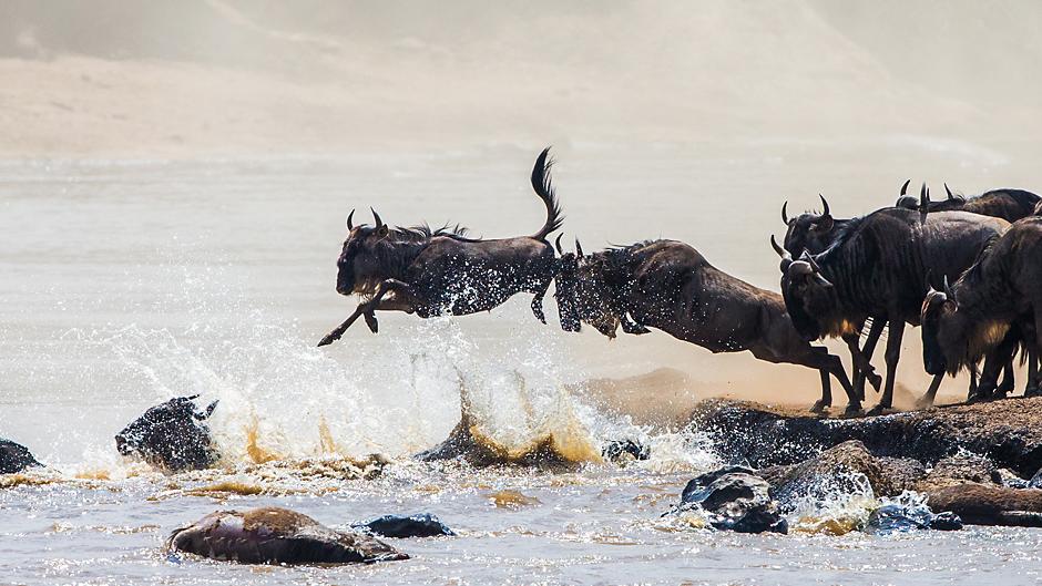 Water buffalo in Tanzania